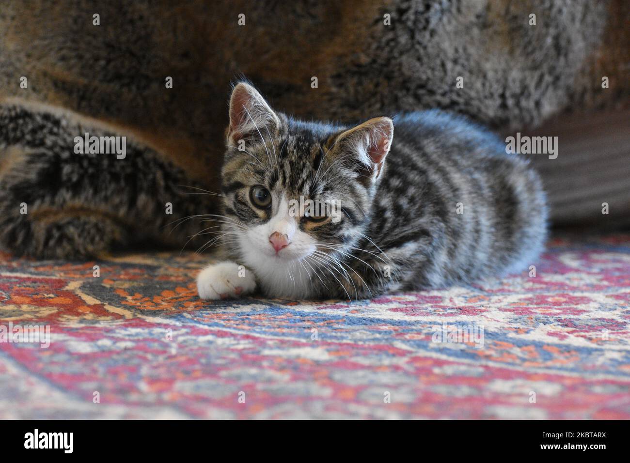 A cute tabby and white domestic shirt hair kitten aged approximately 10 weeks old Stock Photo