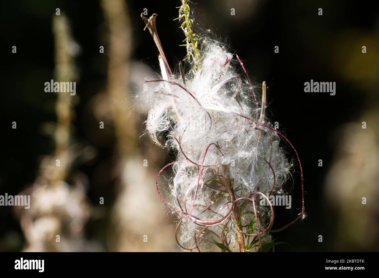 Fireweed white and wispy seeds after flowering. Shot on a late summer day in Estonia, Northern Europe. Stock Photo