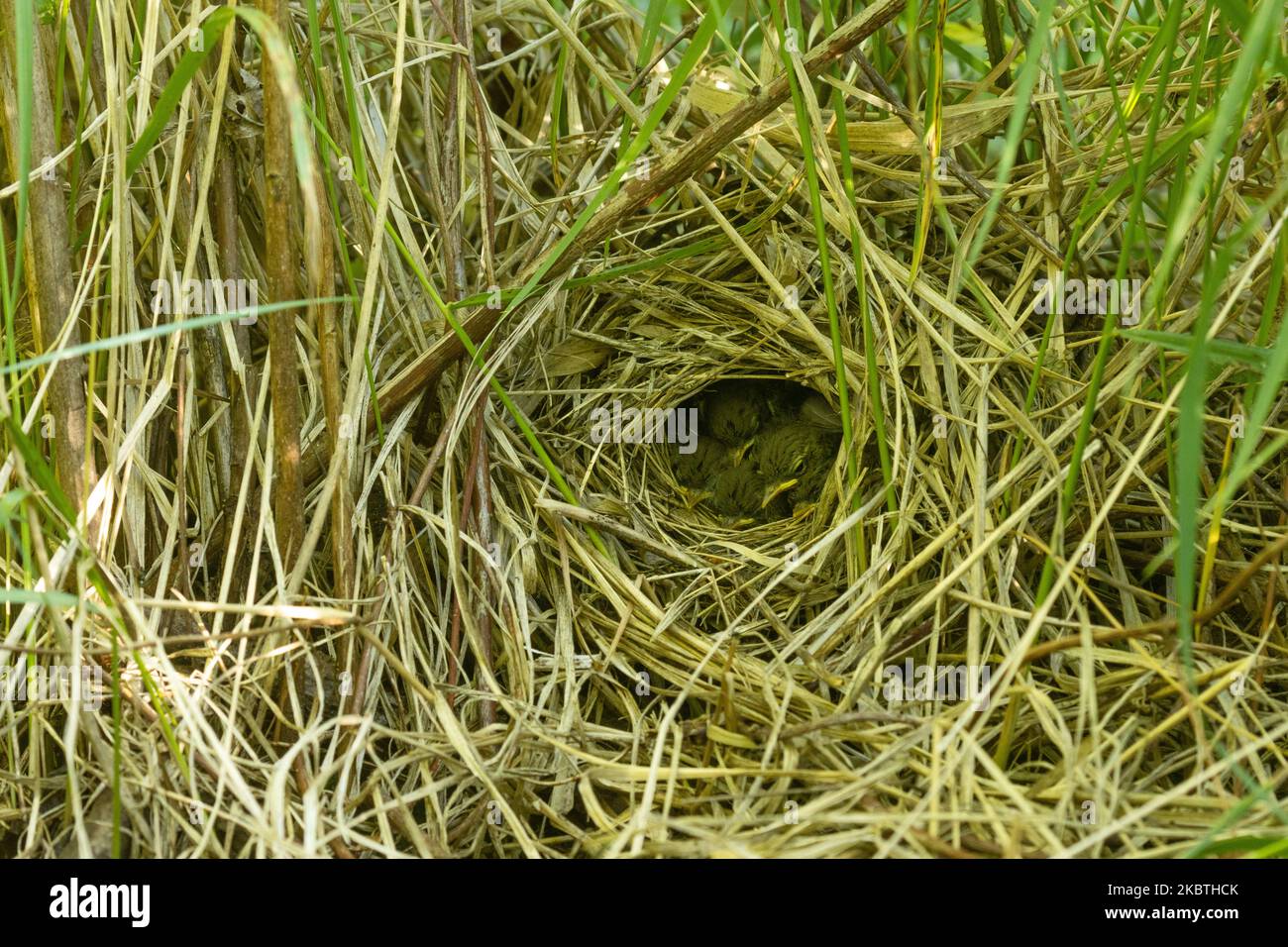 Small Chiffchaff chicks in a nest during a breeding season in Estonian boreal forest Stock Photo
