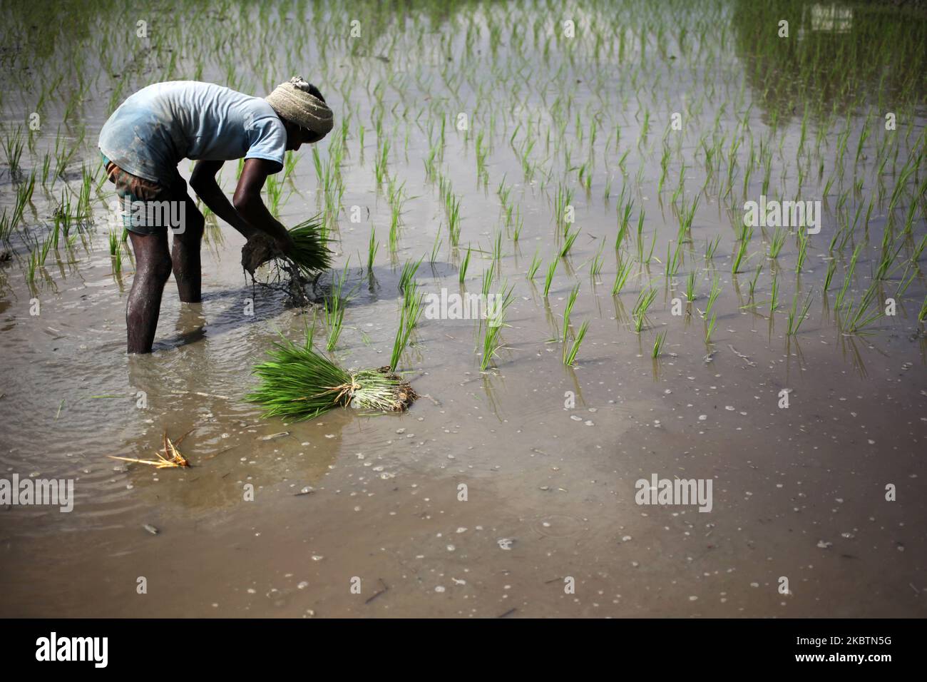 A farmer plants paddy at a field after flood water decreased in Hatibandha , Lalmonirhat , Rangpur on Wednesday, July 15,2020. (Photo by Syed Mahamudur Rahman/NurPhoto) Stock Photo