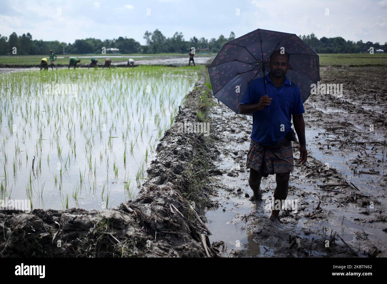 A farmer walk past a paddy field after flood water decreased in Hatibandha , Lalmonirhat , Rangpur on Wednesday, July 15,2020. (Photo by Syed Mahamudur Rahman/NurPhoto) Stock Photo