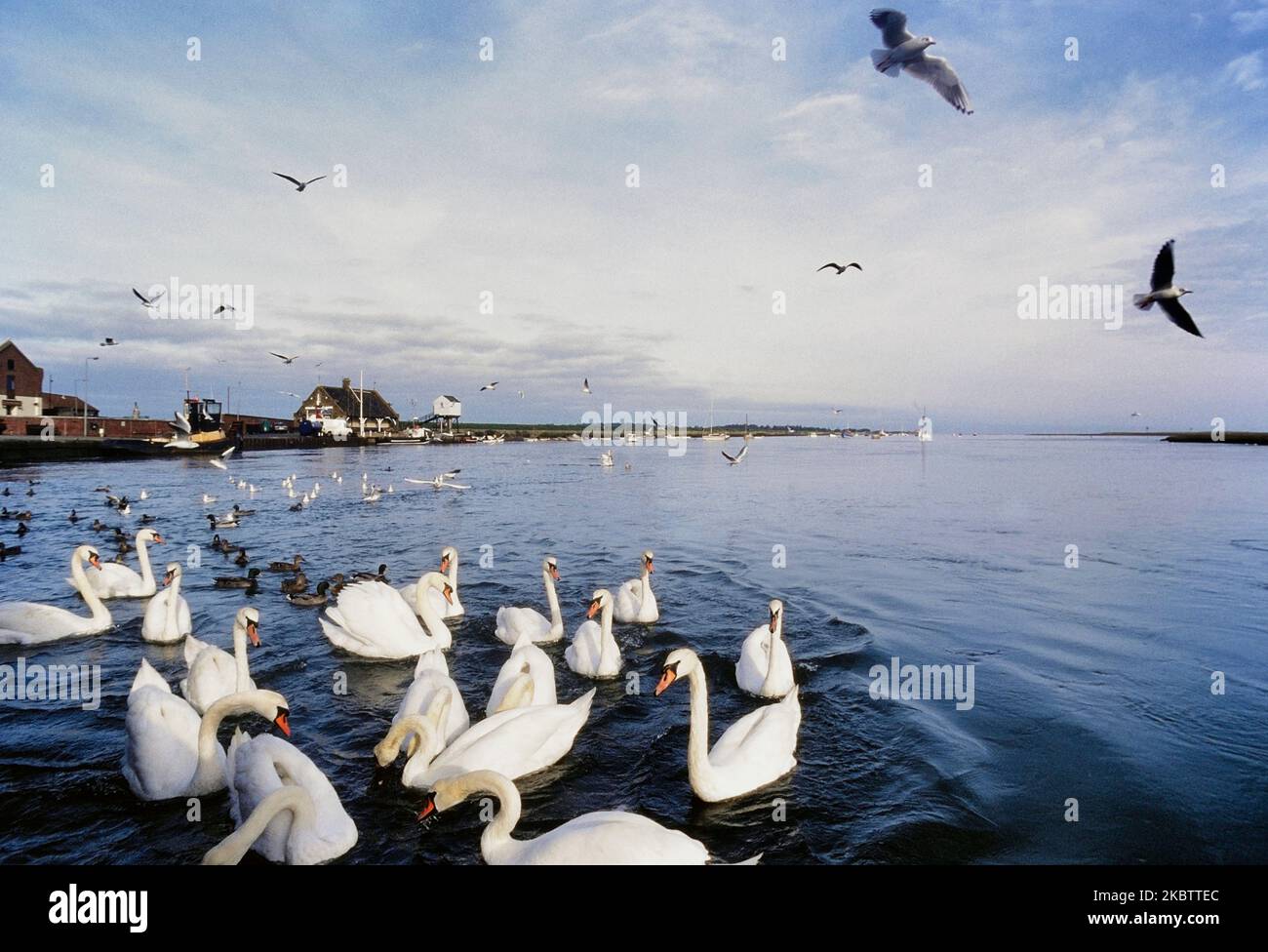 Flock of swans at Wells-next-the-Sea, Norfolk, England Stock Photo