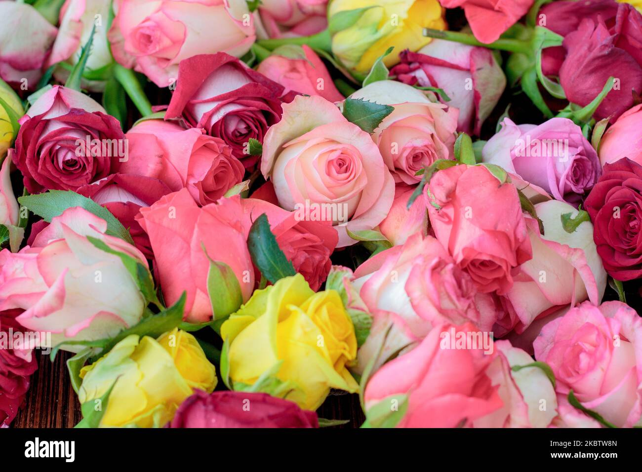 Fresh roses background, a lot vatiety of colors Stock Photo - Alamy