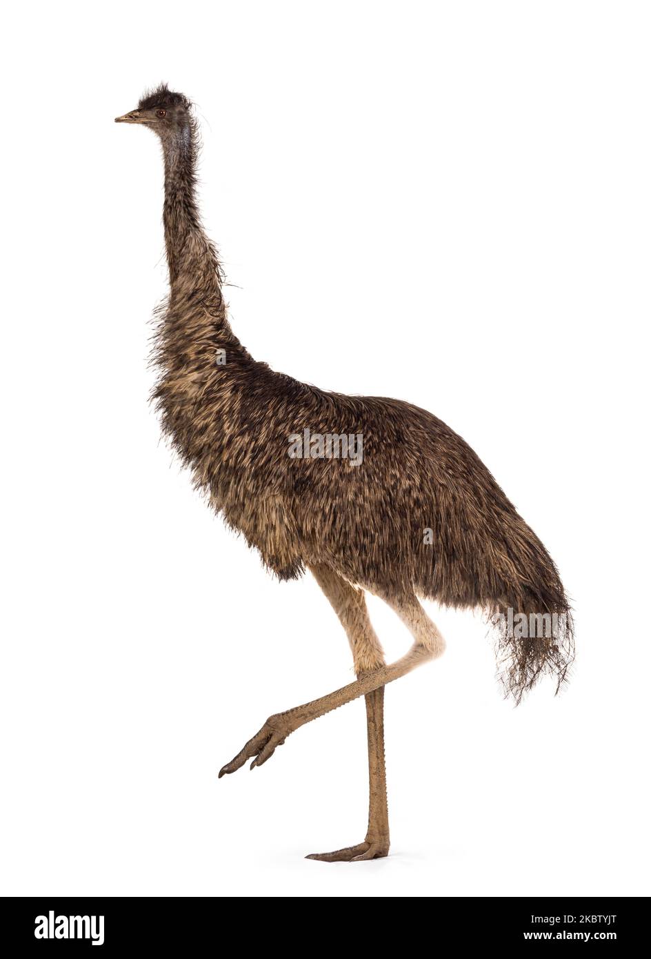 Adult emu bird aka Dromaius novaehollandiae, walking side ways. Isolated on a white background. Stock Photo