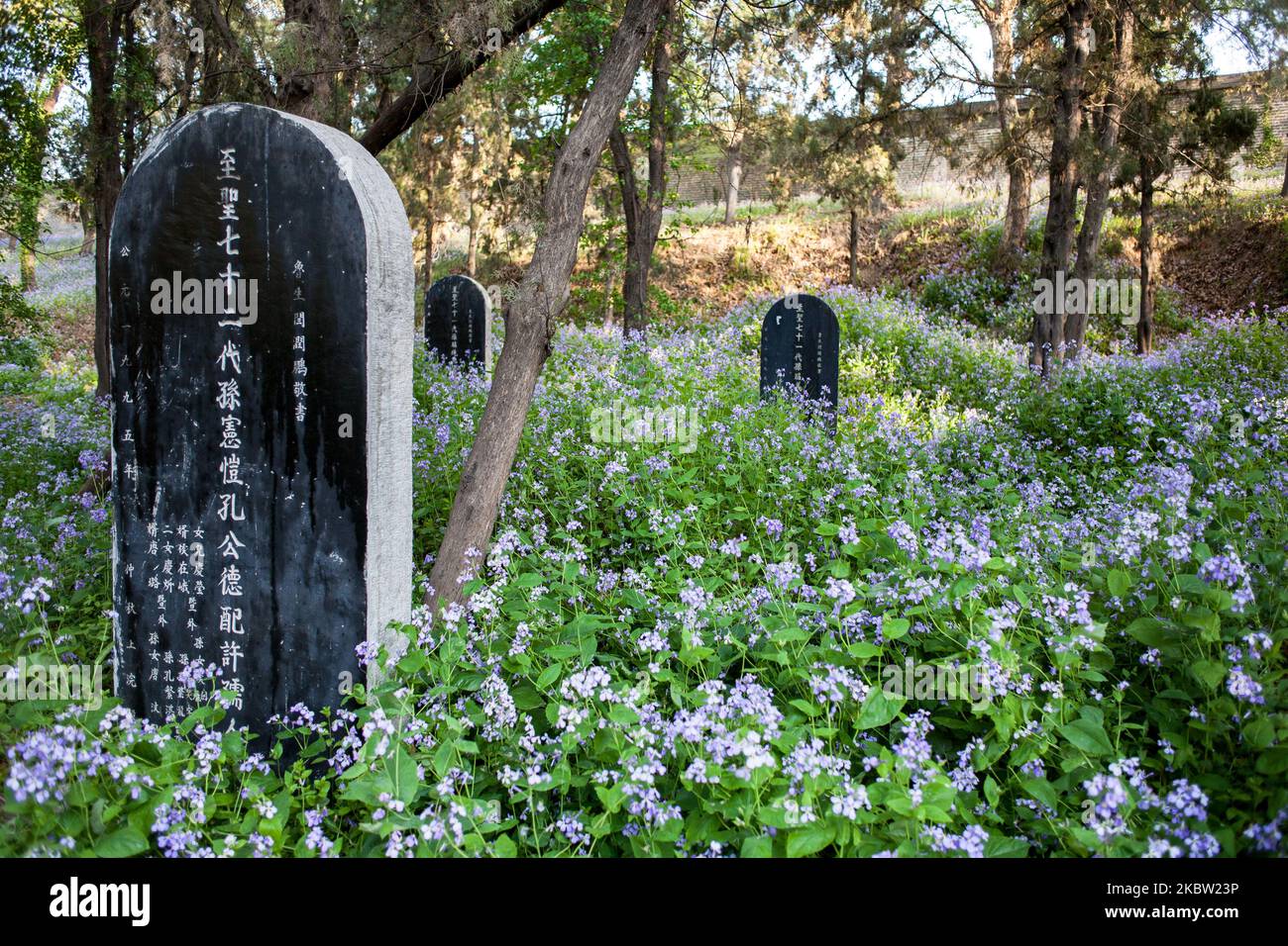 Qufu, China, the 24 April, 2011. A view of the graves in Qufu, Shandong Province. This cemetery hold the Confucius family graves. (Photo by Emeric Fohlen/NurPhoto) Stock Photo