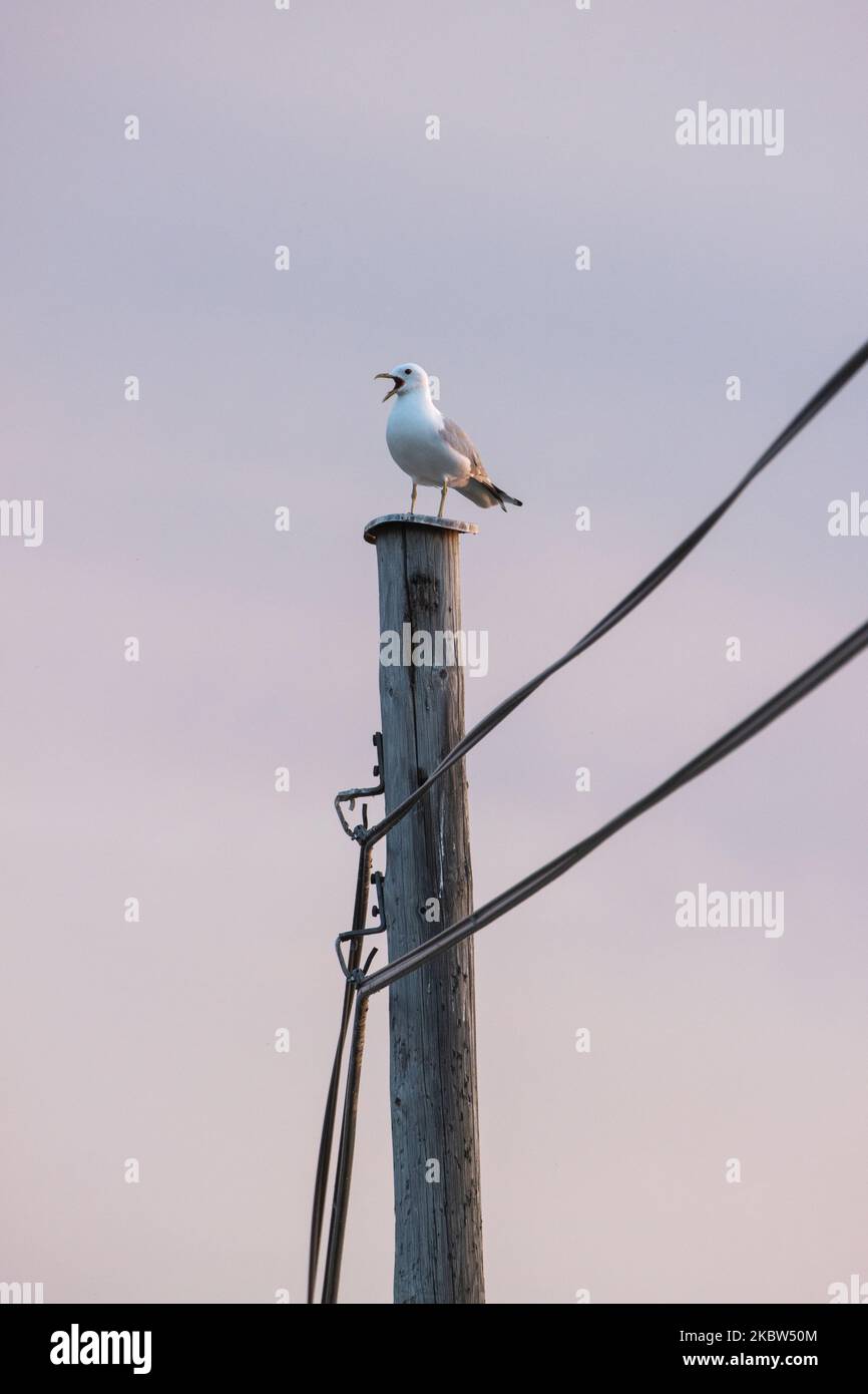 Common gull standing on top of a electric post and making noise during a summer evening in Finland, Northern Europe Stock Photo