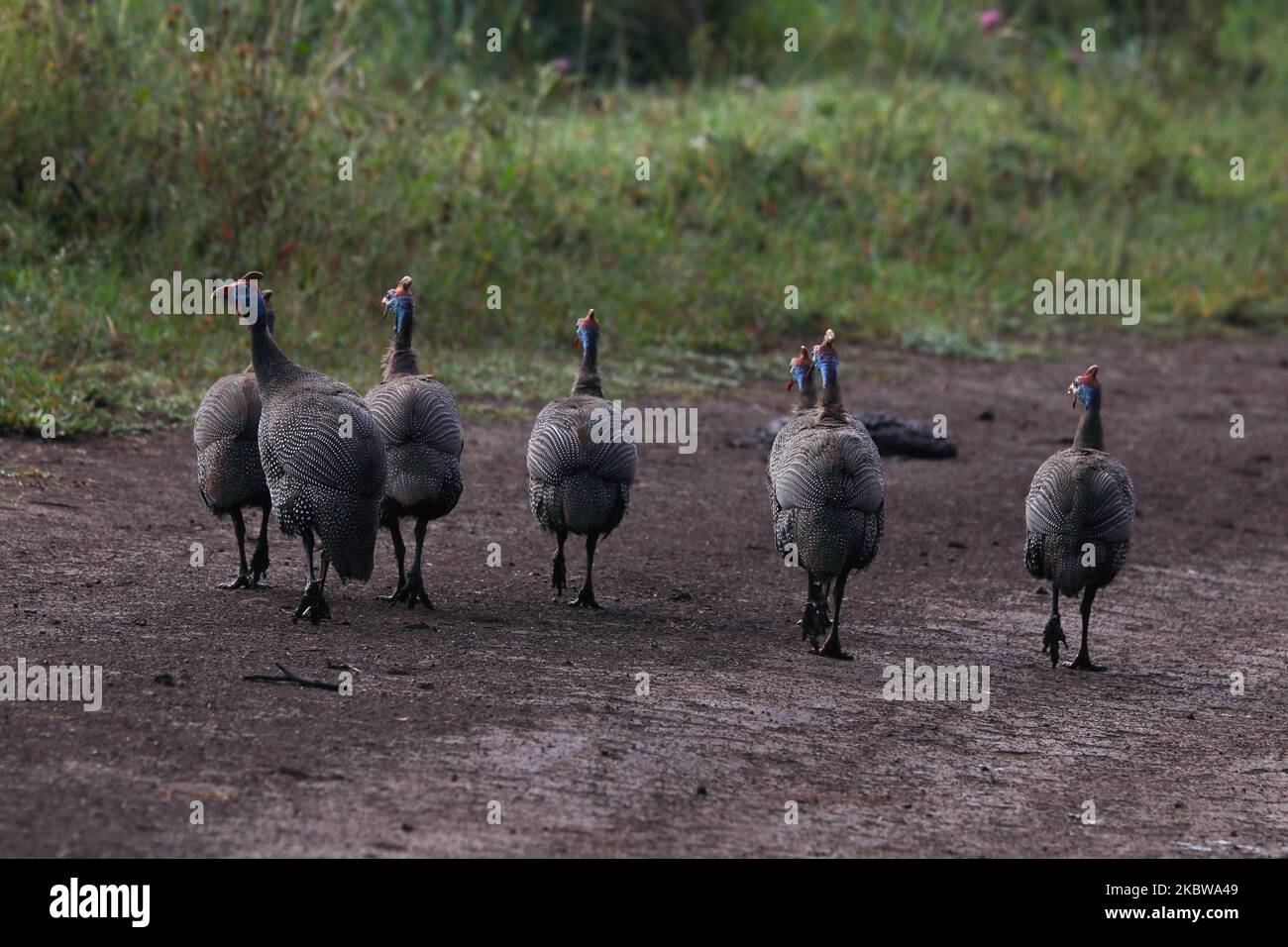 Flock Of Helmeted Guinea Fowl Walking Down Dirt Road (Numida meleagris) Stock Photo