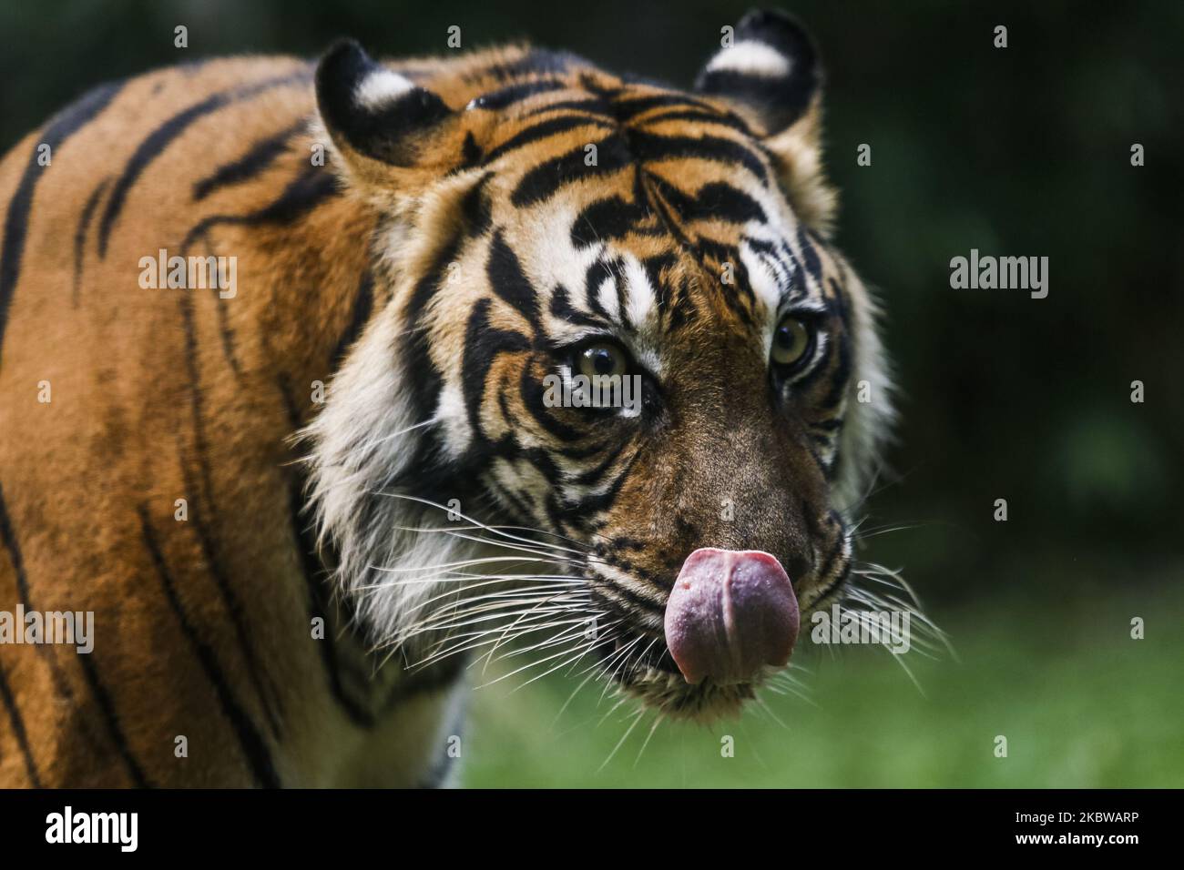 Subspecies of Tigers in the World - Taman Safari Bali