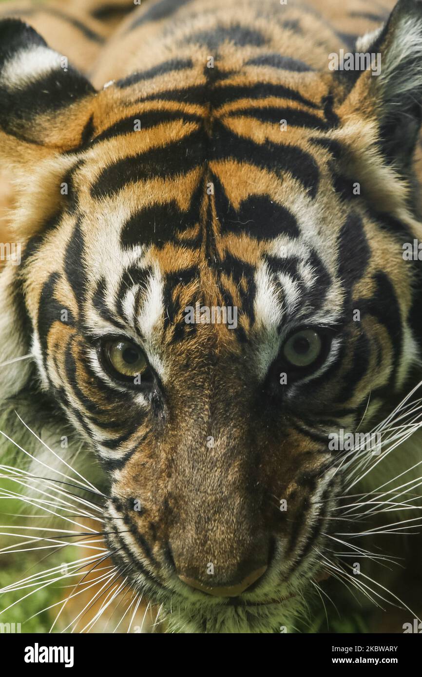 Bengal Tiger: The Power, Beauty and More! - Taman Safari Bali