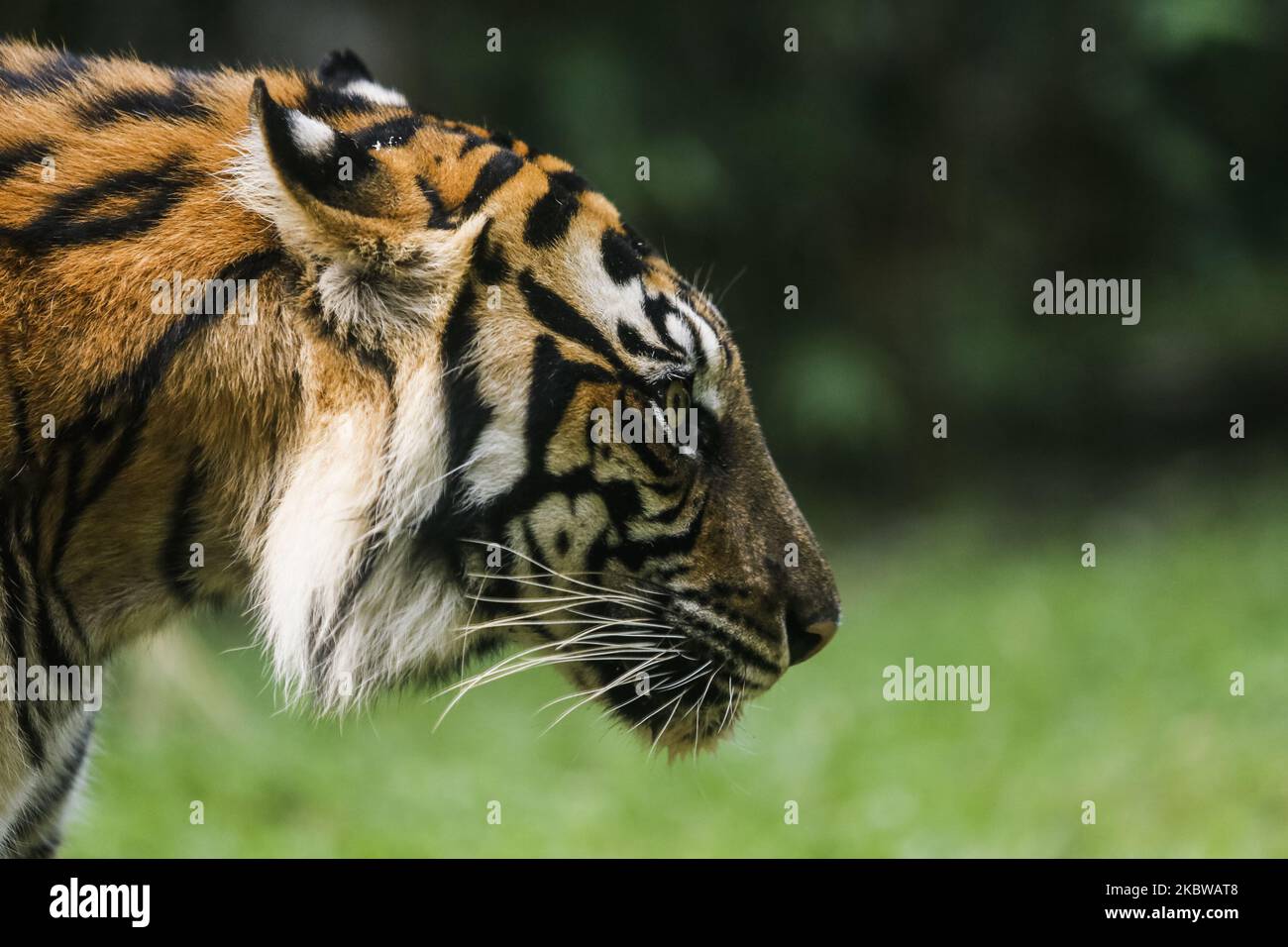 Subspecies of Tigers in the World - Taman Safari Bali