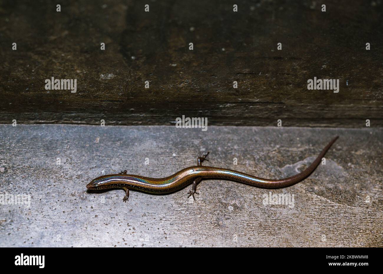 A wild Asian snakeeyed skink (Ablepharus pannonicus) has accidentally