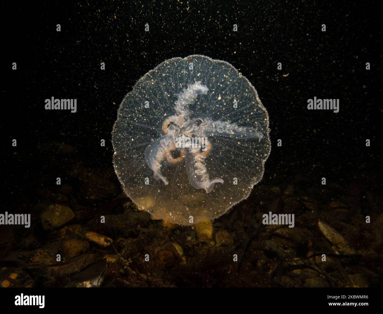 A close-up picture of a Moon jellyfish or Aurelia aurita with black seawater background. Picture from Oresund, Malmo Sweden. Cold water scuba diving Stock Photo
