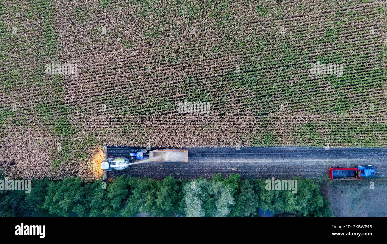 Aerial Drone View Flight Over Combine Harvester that Reaps Dry Corn in Field on an Autumn Day in the evening or morning. Top View of Harvester Machines Working in Cornfield. Harvesting, Agrarian and Agricultural Works, Farming. High quality photo Stock Photo