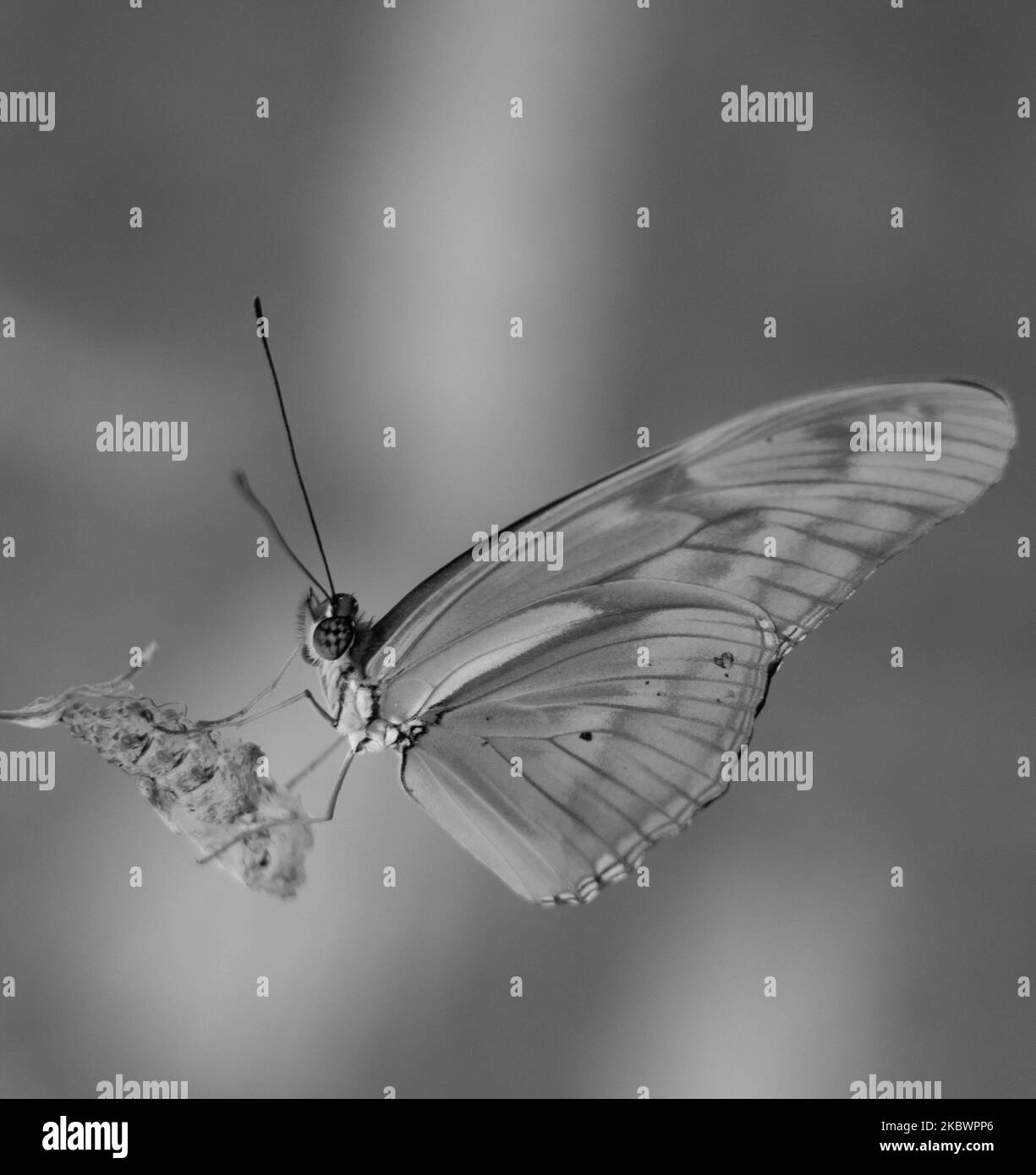 A closeup grayscale of a Julia butterfly, Dryas Iulia hunting a bug in the air Stock Photo