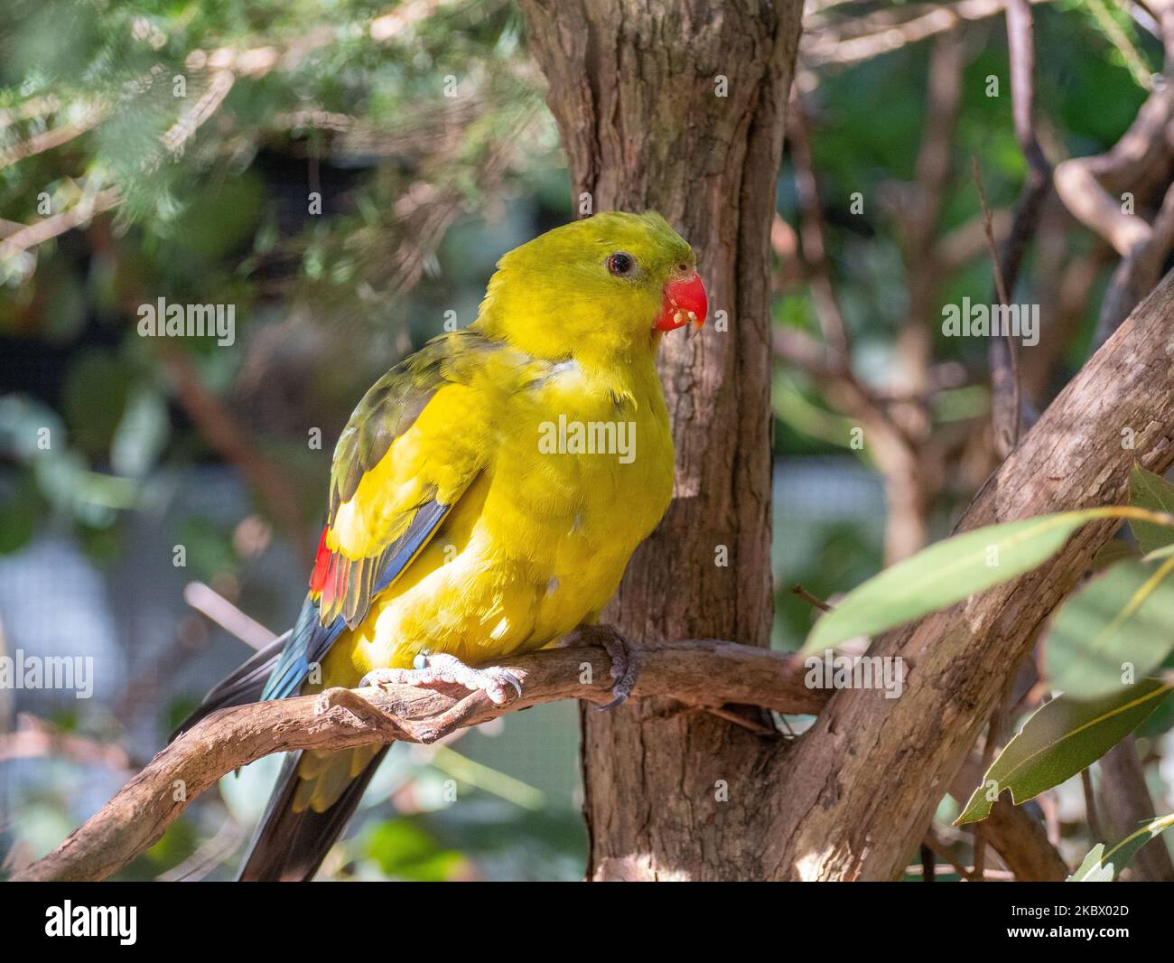 A closeup of a regent parrot or rock pebbler (Polytelis anthopeplus) perched on a tree branch Stock Photo