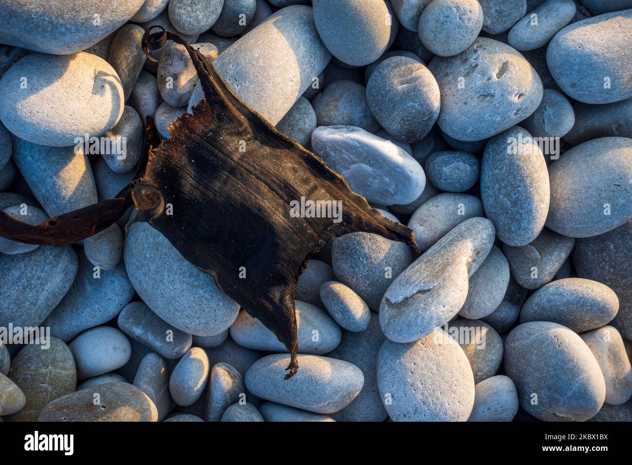 Shark Eggs Hatching Shark Eggs Hatching