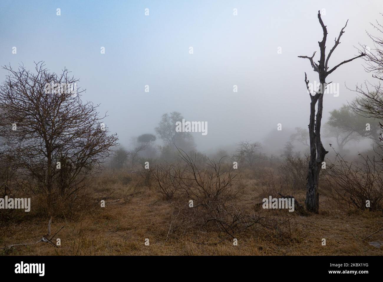 Africa morning fog hi-res stock photography and images - Alamy