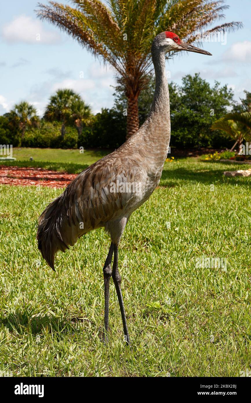 Sandhill Crane, walking through grass, very large bird, Grus canadensis, red forehead, tufted rump feathers, long neck, long legs, wildlife, animal, F Stock Photo