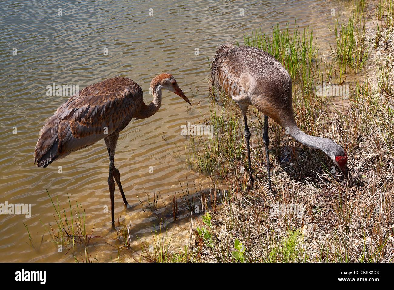2 Sandhill Cranes, immature, mature, eating, water, very large bird, Grus canadensis, red forehead, tufted rump feathers, long neck, long legs, wildli Stock Photo