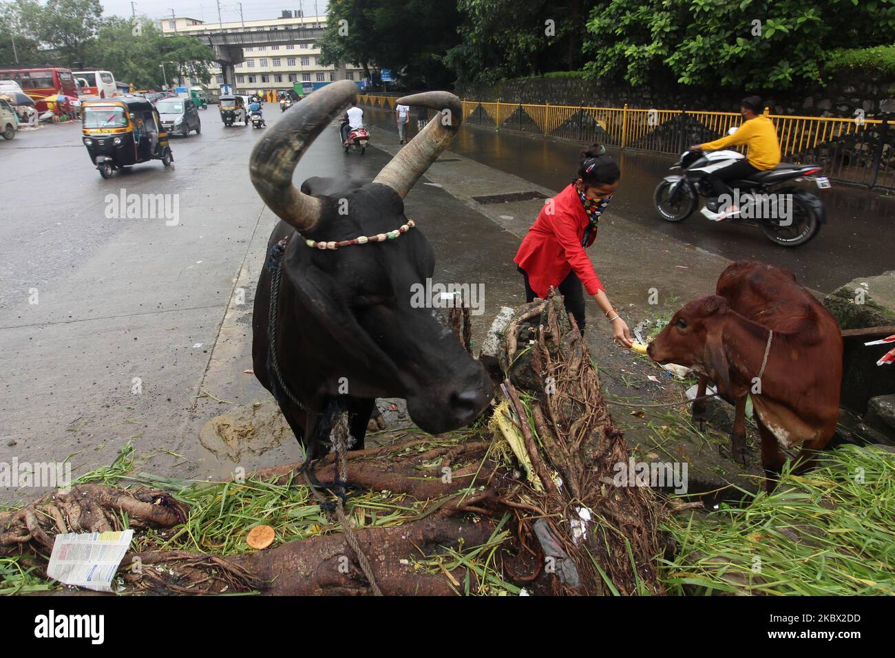 A devotee feeds a calf outside a temple during Hindu festival of Janmashtami in Mumbai, India on August 12, 2020. Janmashtami is celebrated as the birthday of lord Krishna, the god of love and compassion. (Photo by Himanshu Bhatt/NurPhoto) Stock Photo