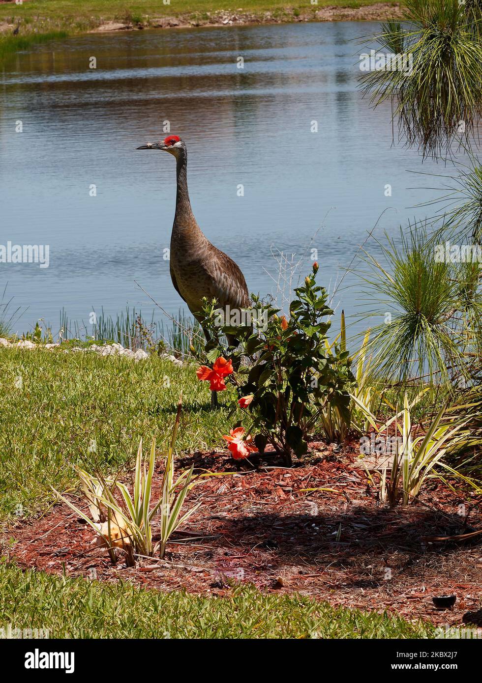 Sandhill Crane, standing in grass, backyard, pond, shrubs, very large bird, Grus canadensis, red forehead, tufted rump feathers, long neck, long legs, Stock Photo