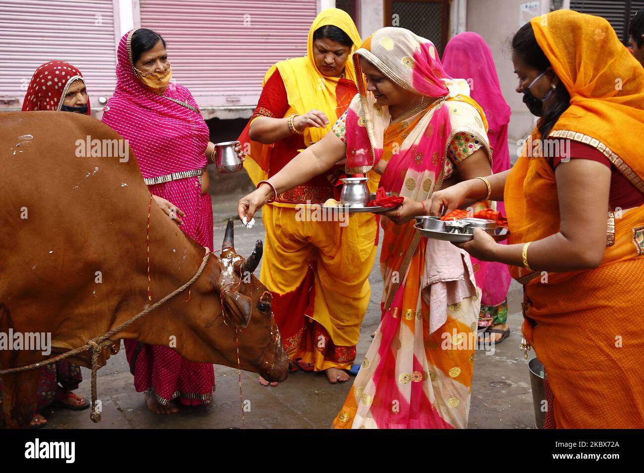 Indian Women worship a cow, an animal held sacred by Hindu beliefs, to