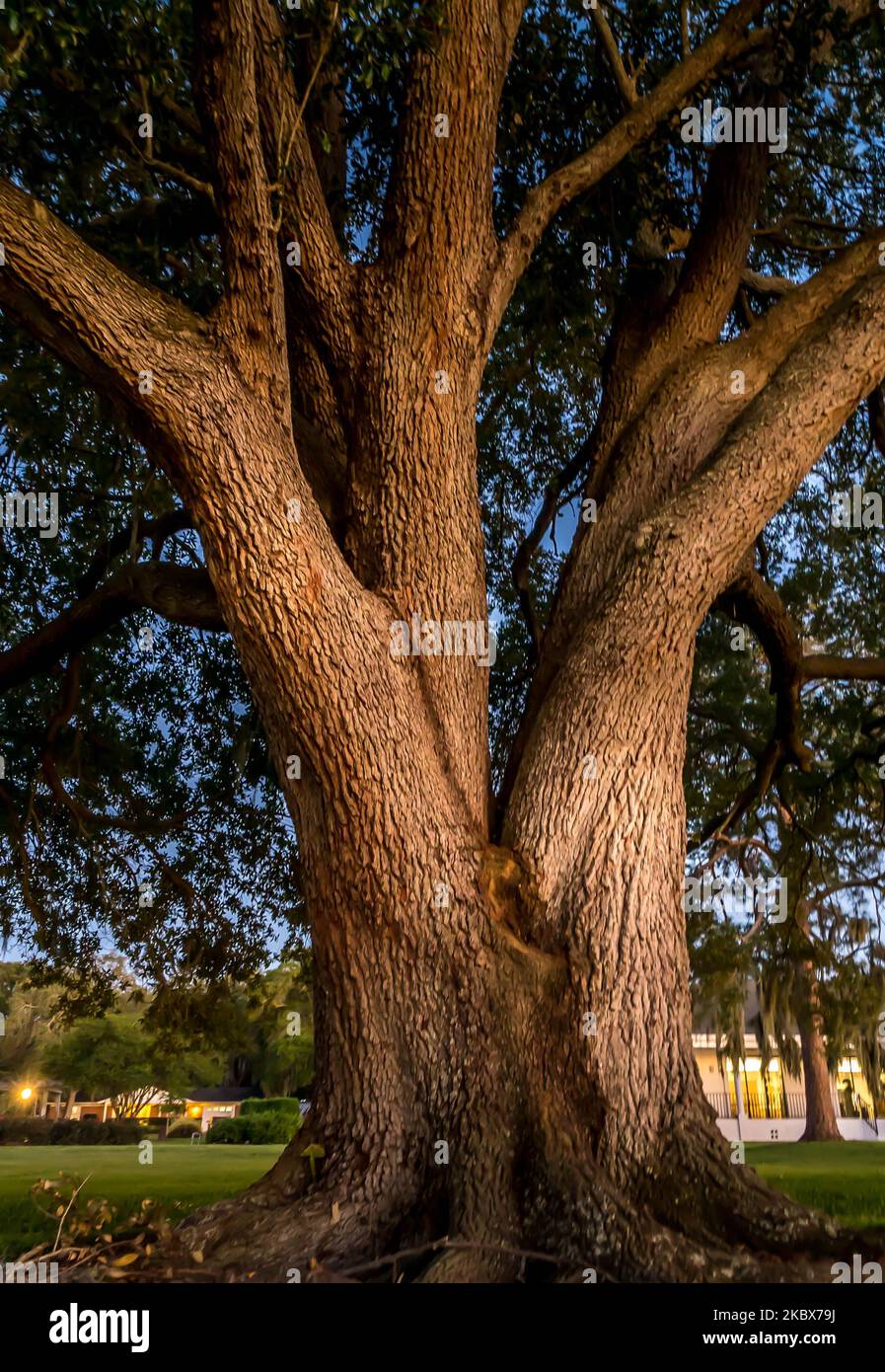 Large oak tree forest hi-res stock photography and images - Alamy