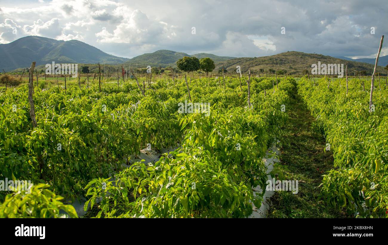 A vegetable farm in the Dominican Republic Stock Photo Alamy