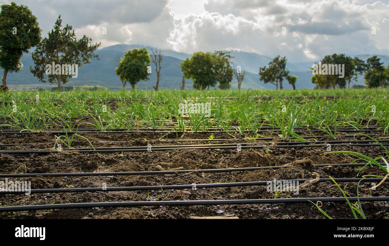 A vegetable farm in the Dominican Republic Stock Photo Alamy
