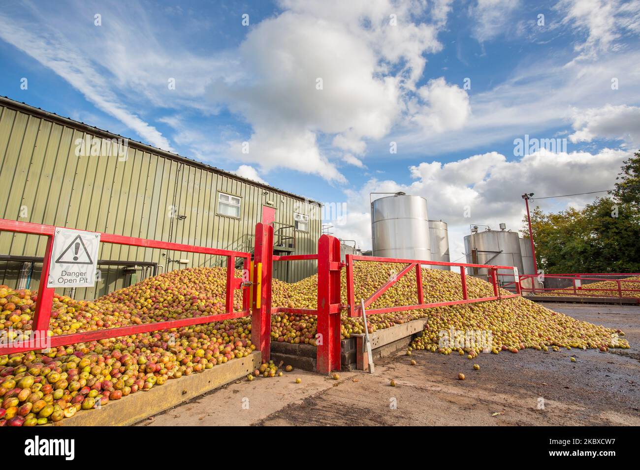 Storage of cider apples outdoors at Weston's Cider processing plant