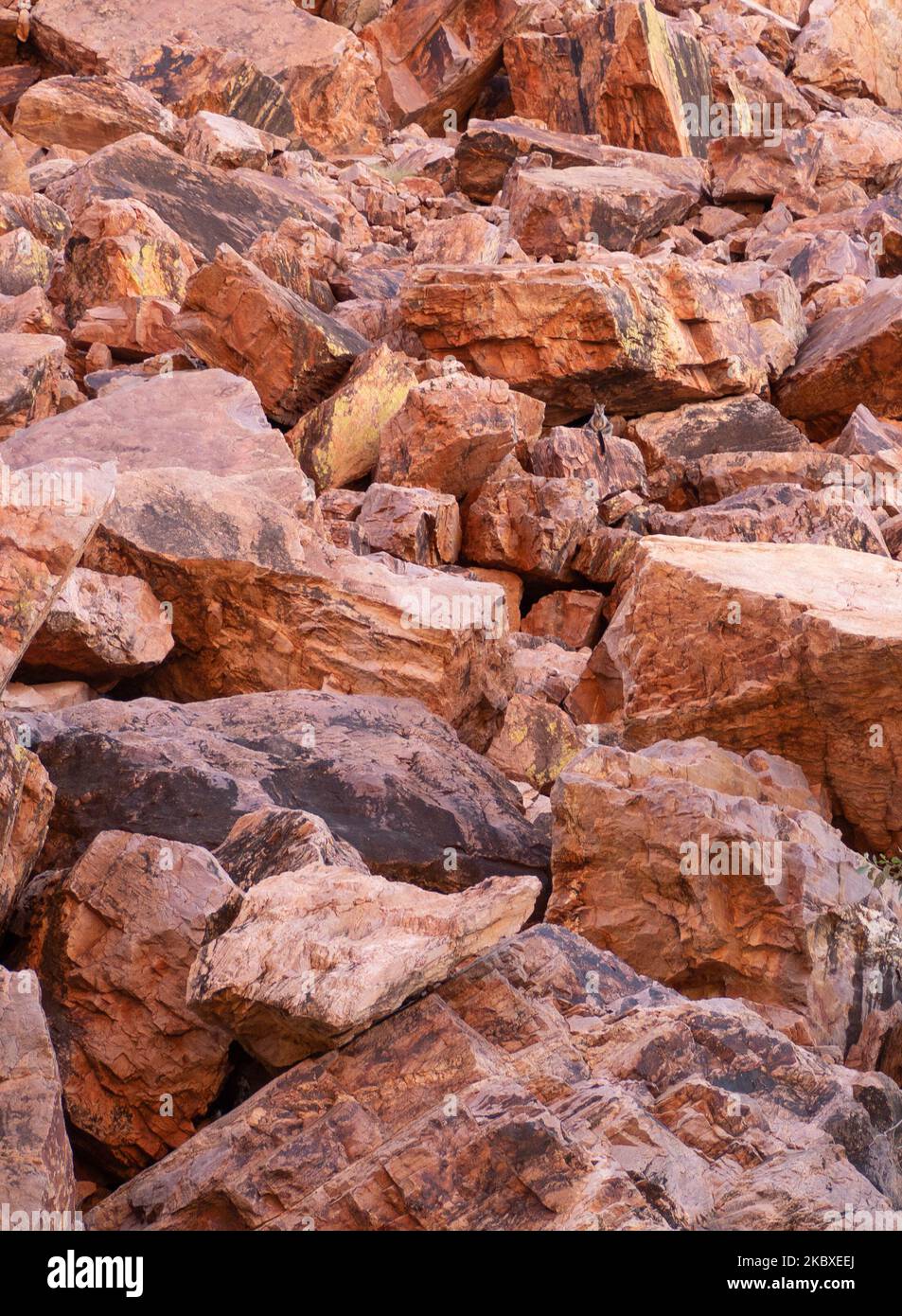 A vertical shot of a black-flanked rock-wallaby surrounded by big red rocks in Australia Stock Photo
