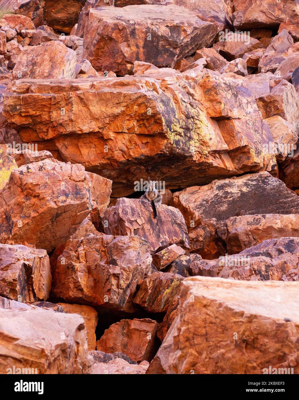 A vertical shot of a black-flanked rock-wallaby surrounded by big red rocks in Australia Stock Photo