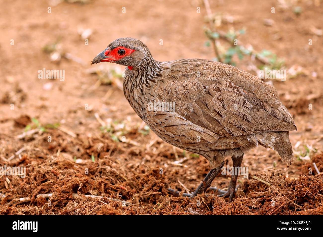 Swainson's francolin or Swainson's spurfowl, Kruger NP, South Africa Stock Photo