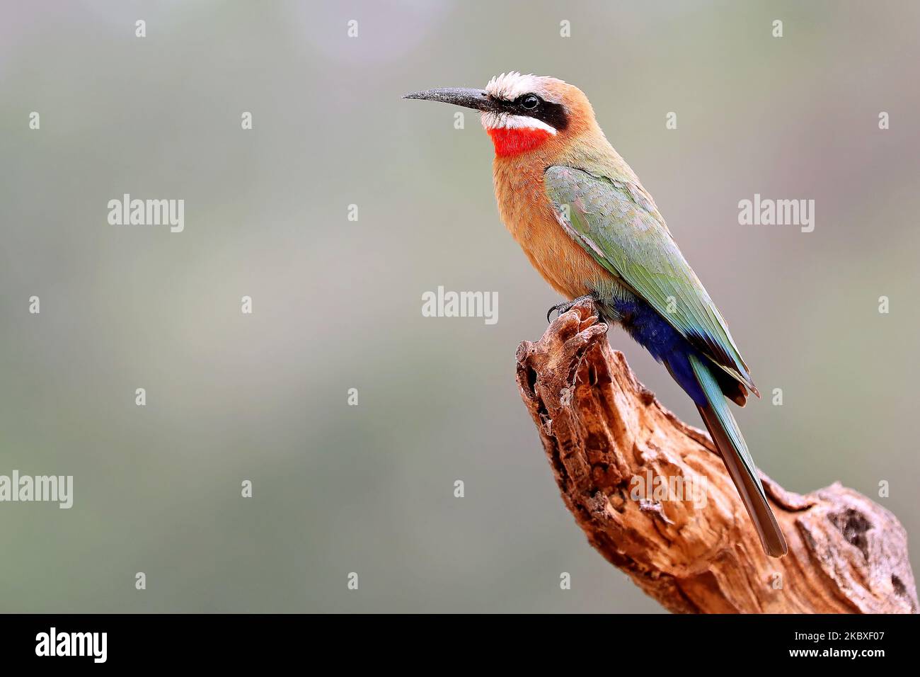 white-fronted bee-eater, Kruger NP, South Africa Stock Photo