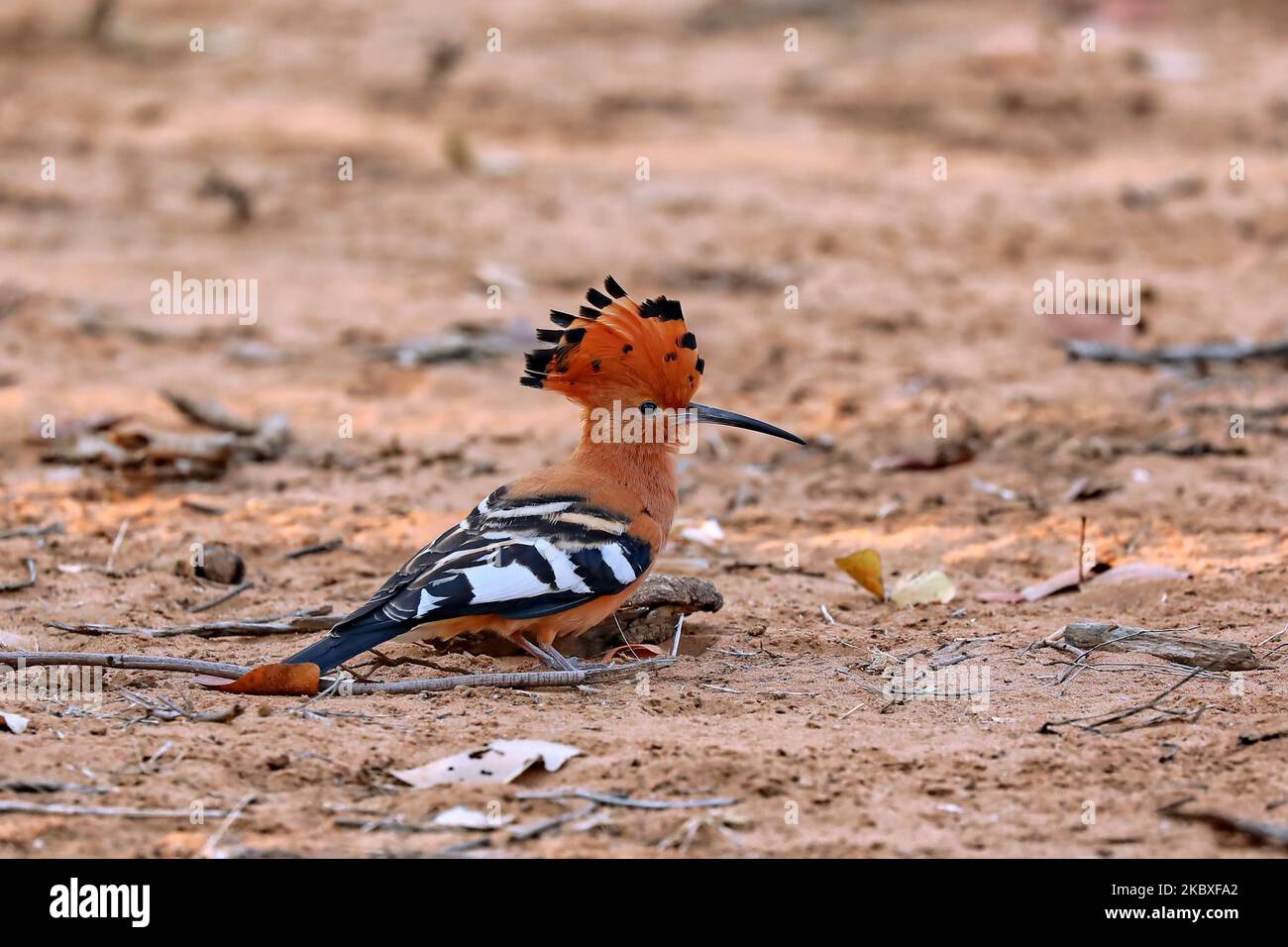 African Hoopoe, Kruger NP, South Africa Stock Photo