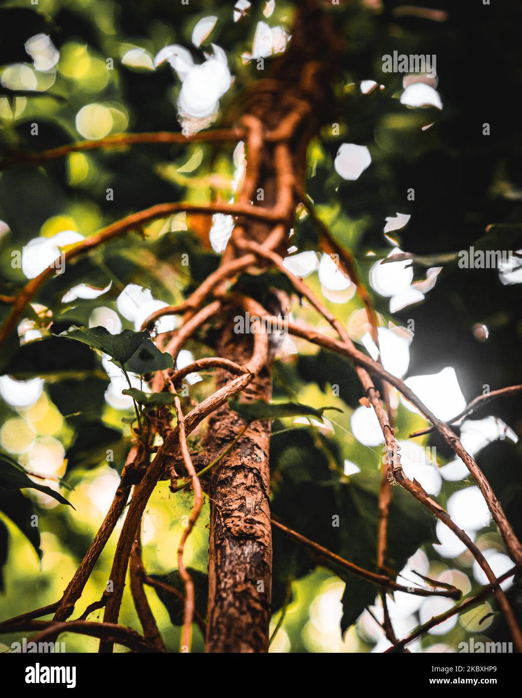 A vertical of vines taking over a tree limb Stock Photo Alamy