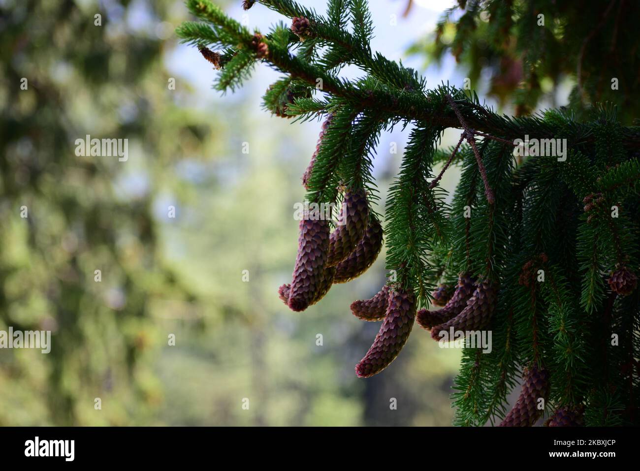 A closeup of pines on a Lijiang spruce evergreen tree, Picea likiangensis Stock Photo