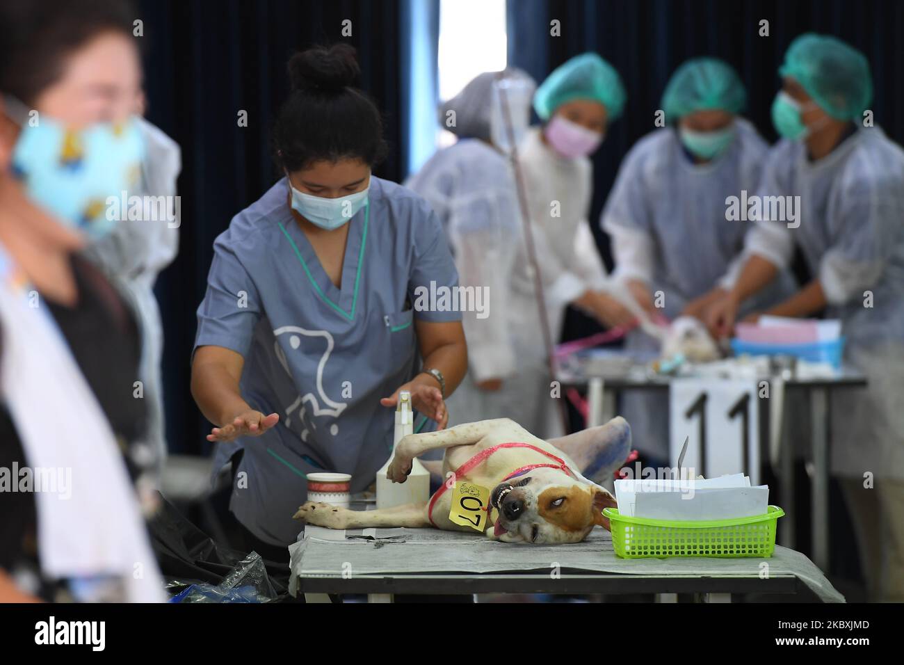 A veterinary technician wearing face mask prepares for neutering the dod at The Veterinary Council of Thailand (VCT) on August 26, 2020 in Bangkok, Thailand. As the Veterinary Council of Thailand provides free neutering of dogs and cats on the International Dog Day (26th August) (Photo by Vachira Vachira/NurPhoto) Stock Photo