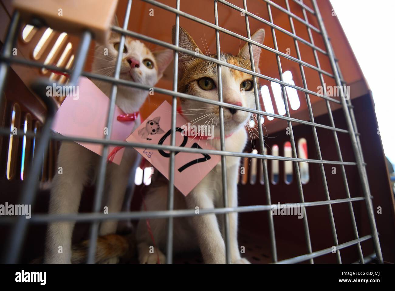 Free animal shelter 2025