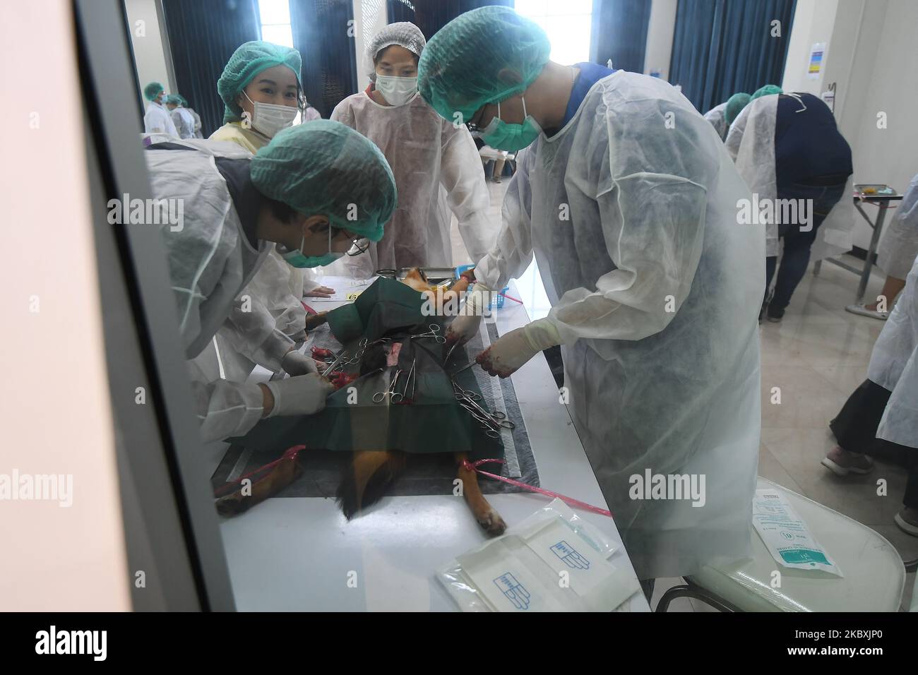 Veterinarians wearing Personal Protective Equipment (PPE) executes a