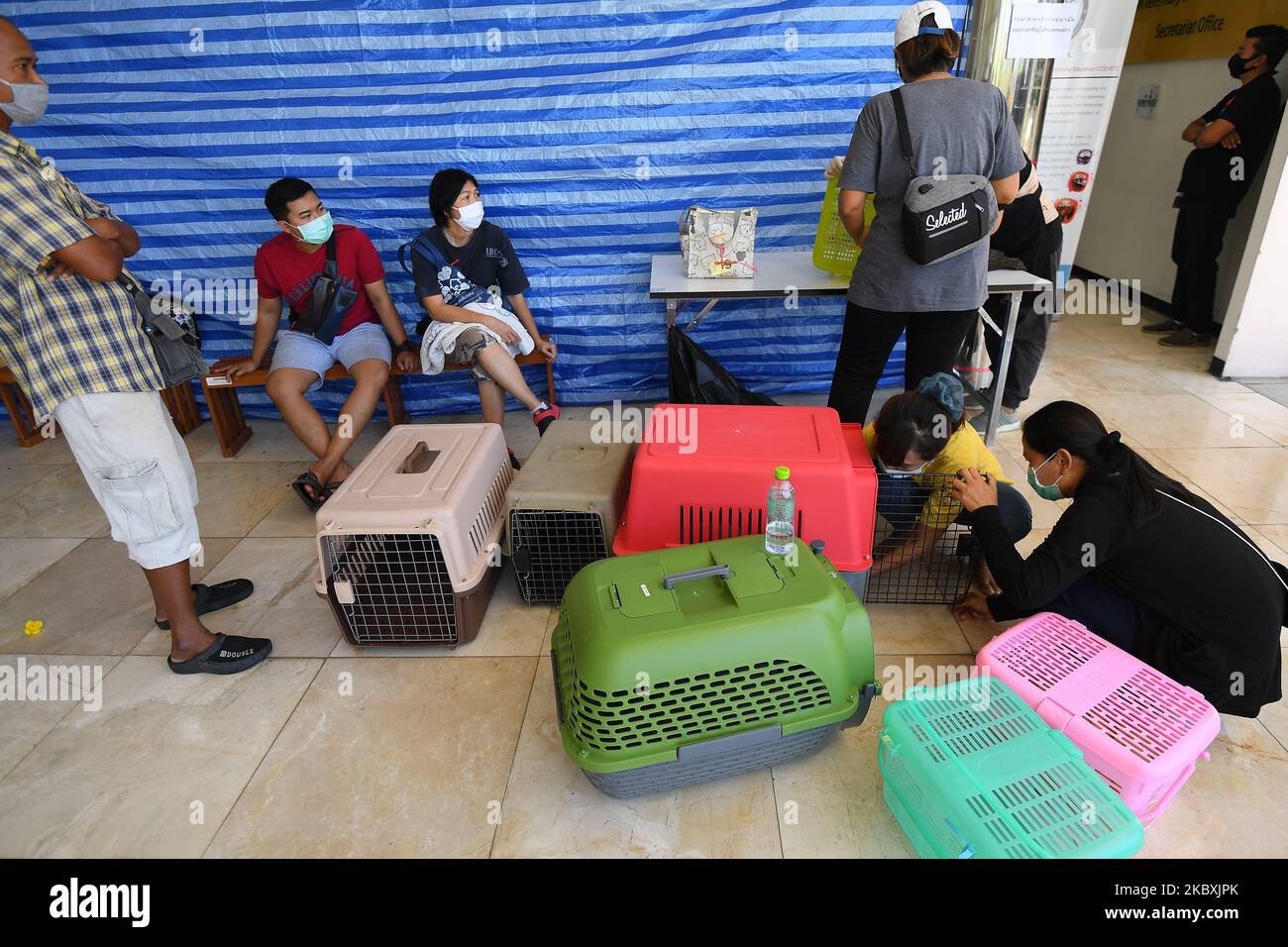 Free neutering of dogs hires stock photography and images Alamy