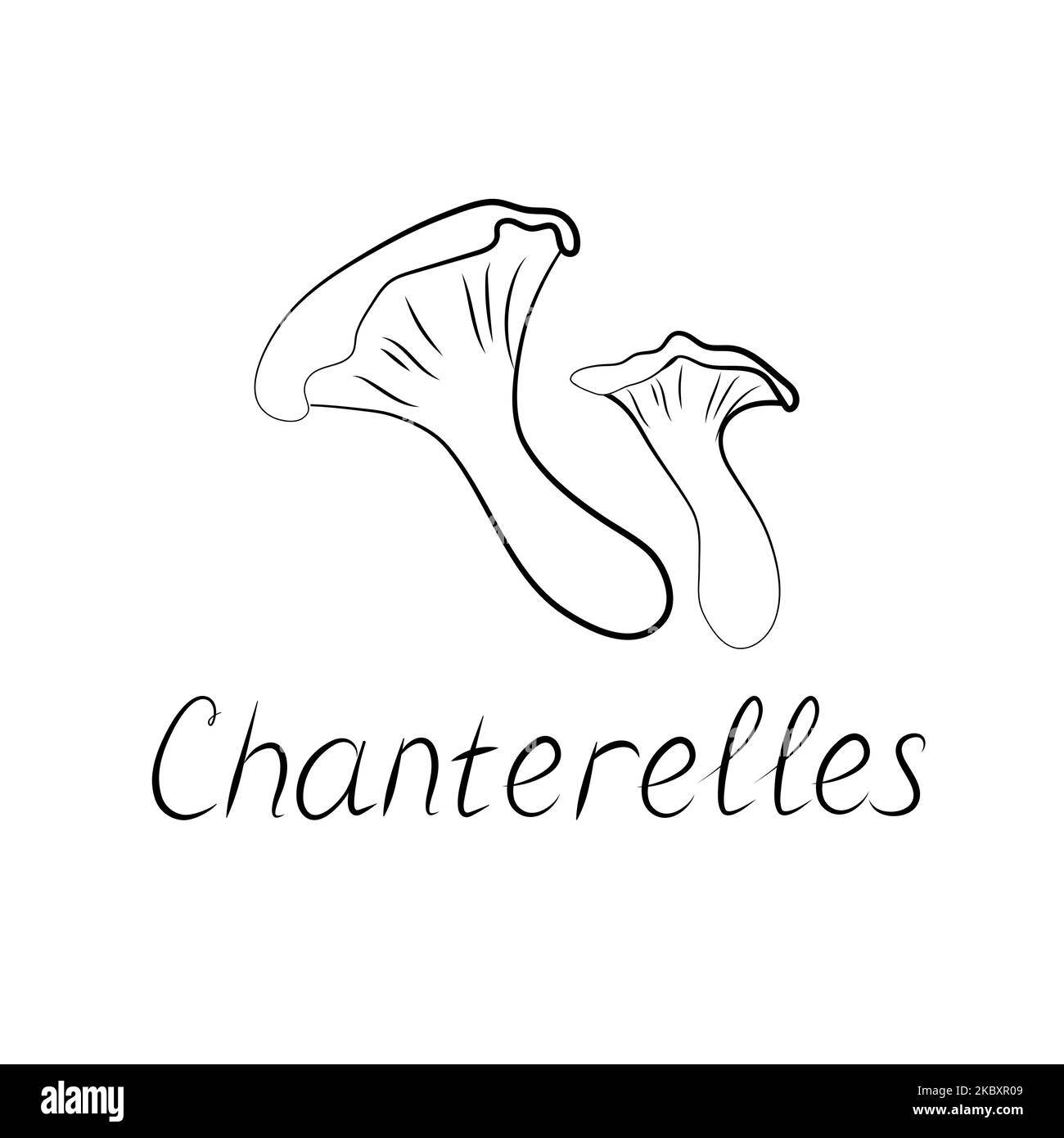 Chanterelles illustration and handwritten inscription. Vector logo