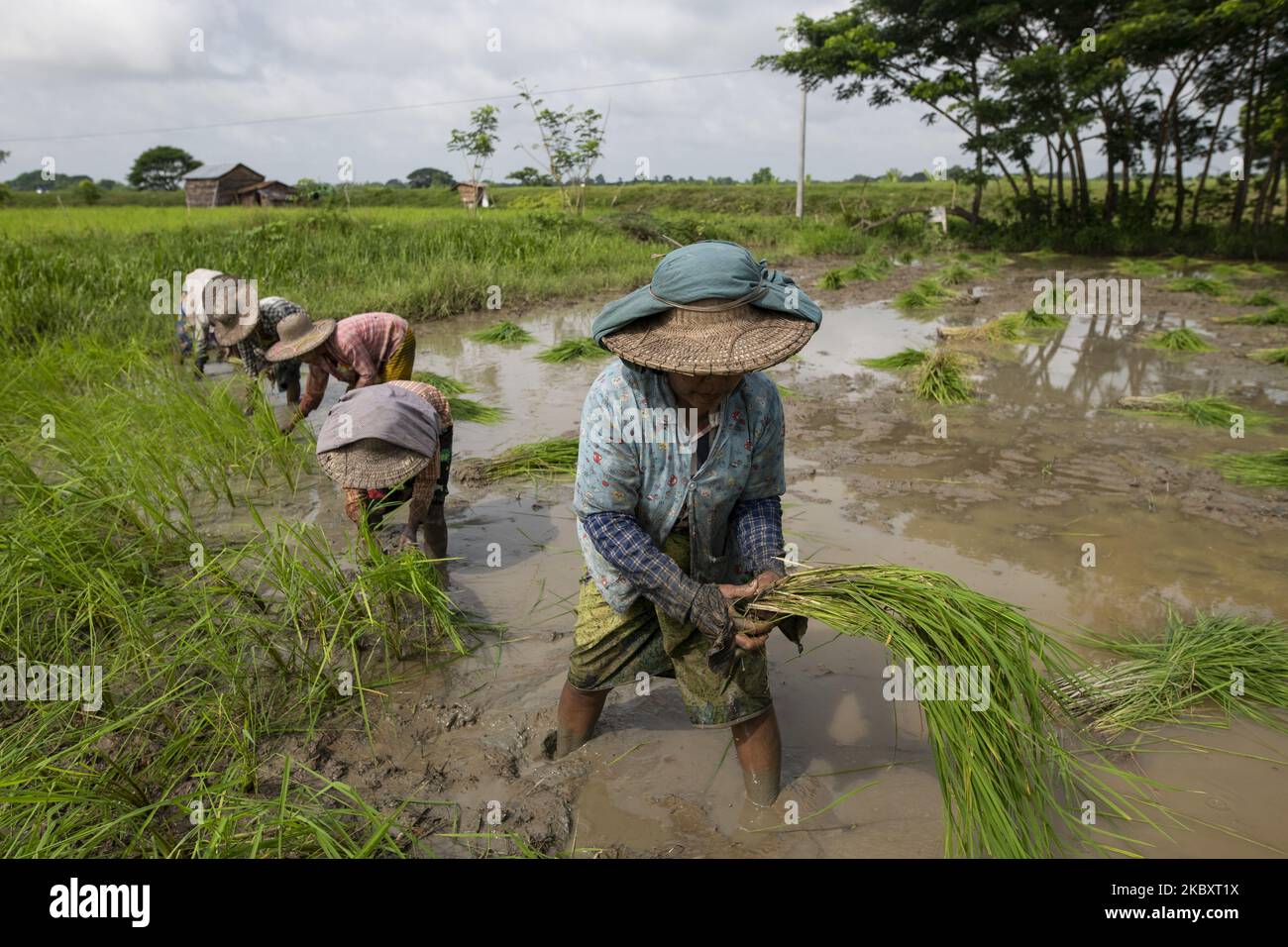 Women labourers are working in a paddy field in Maubin, Irrawaddy Region, Myanmar on August 30, 2020. (Photo by Shwe Paw Mya Tin/NurPhoto) Stock Photo