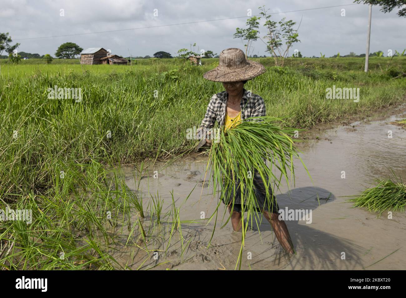 A woman labourer is working in a paddy field in Maubin, Irrawaddy Region, Myanmar on August 30, 2020. (Photo by Shwe Paw Mya Tin/NurPhoto) Stock Photo