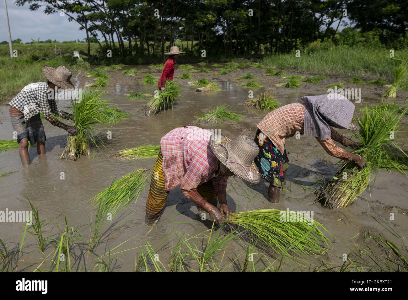 Women labourers are working in a paddy field in Maubin, Irrawaddy Region, Myanmar on August 30, 2020. (Photo by Shwe Paw Mya Tin/NurPhoto) Stock Photo