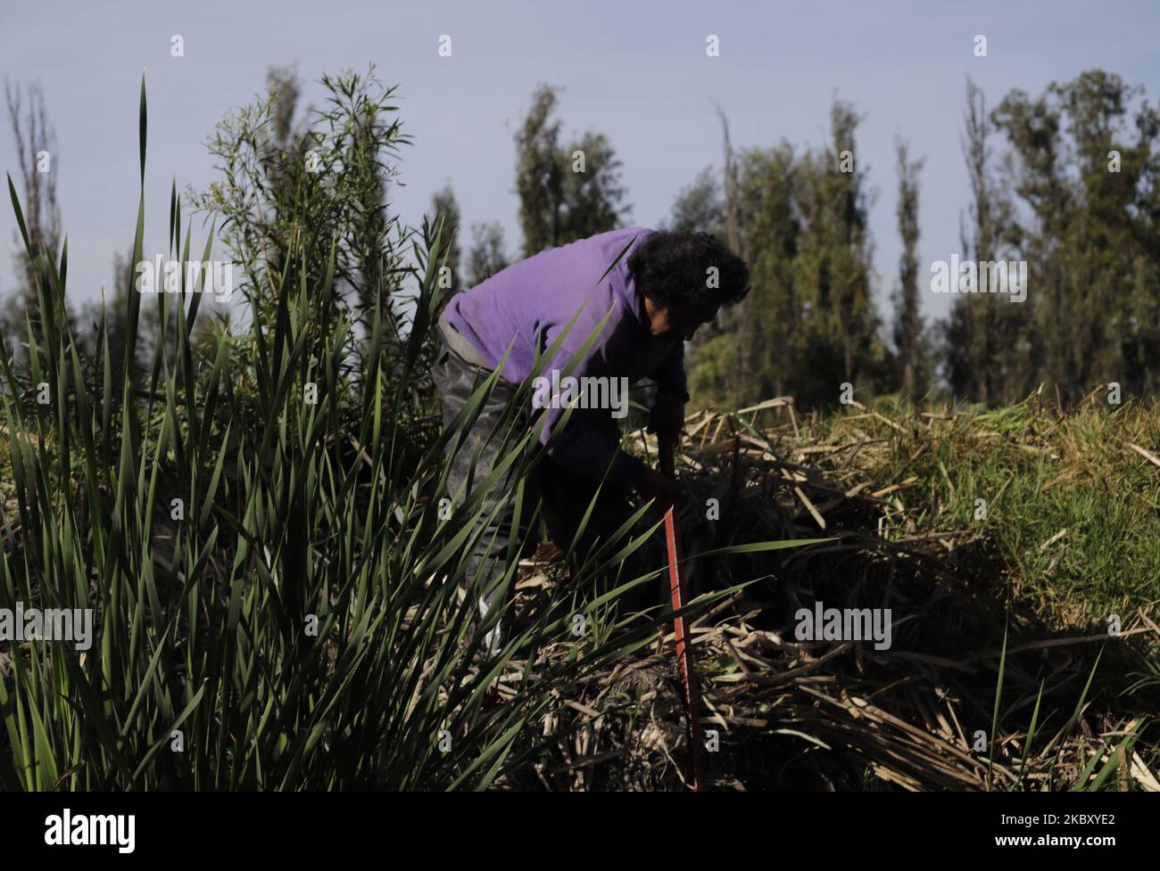 Xochimilco canals cleaning day hires stock photography and images Alamy