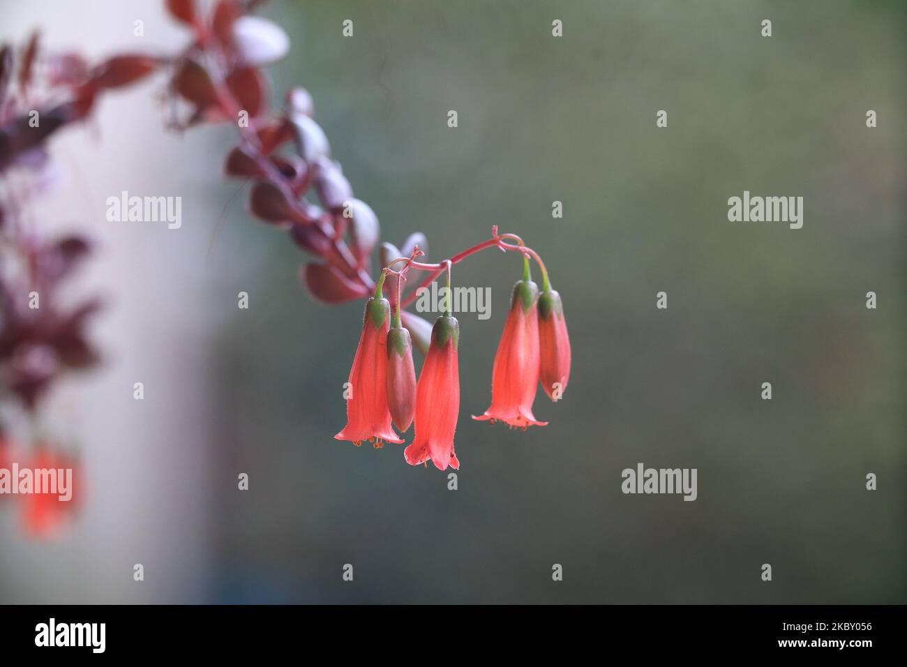 A selective focus shot of kalanchoe manginii (beach bells)in the garden Stock Photo