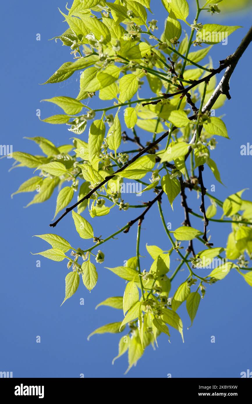 Leaves, Branch, Common Hackberry, Celtis occidentalis Stock Photo Alamy