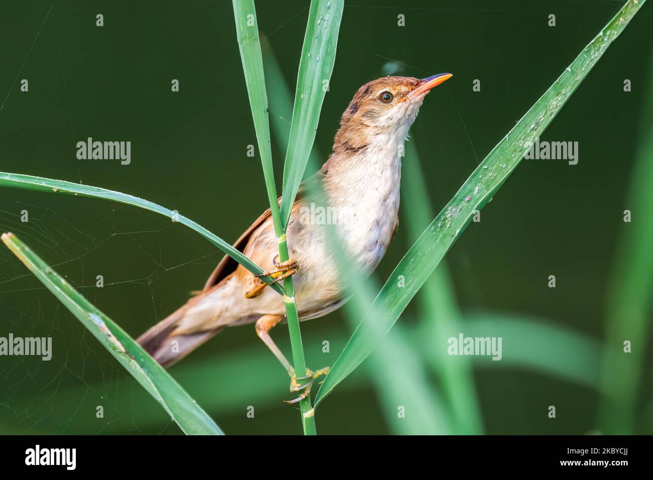 A beautiful shot of Eurasian Reed Warbler (Acrocephalus scirpaceus) sitting on a reed stem in reedbeds Stock Photo