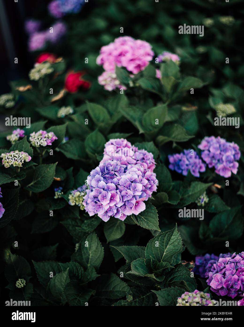 A vertical shot of blooming garden hydrangea Stock Photo - Alamy